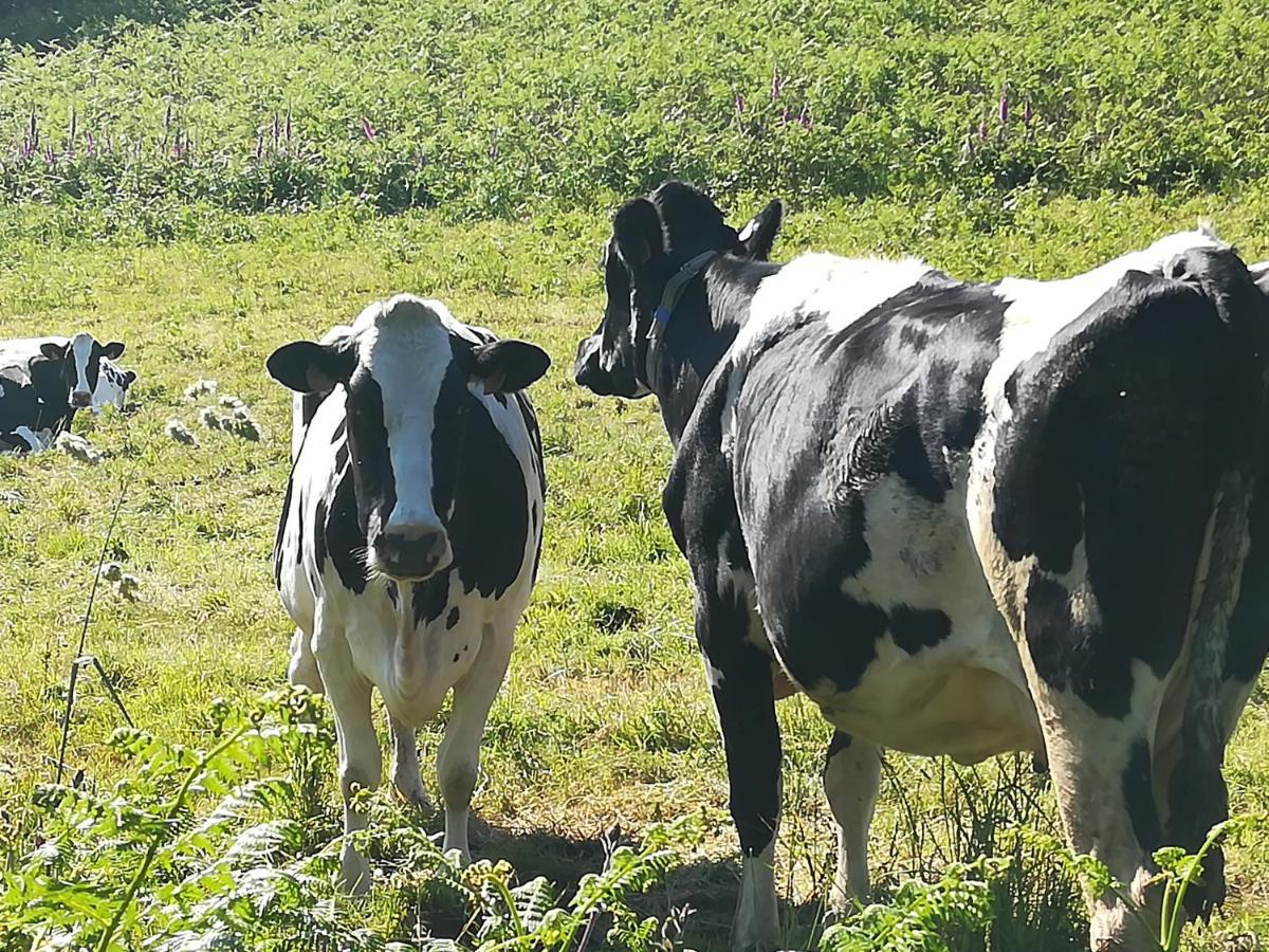 Le Gite Donemat Ploudalmézeau Esterno foto